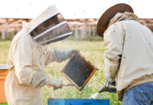 Przygotowanie pasiek do zimy Prace w pasiece