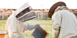 Przygotowanie pasiek do zimy Prace w pasiece