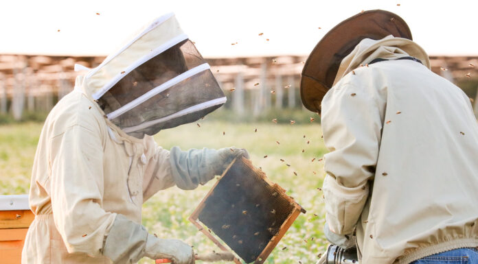Przygotowanie pasiek do zimy Prace w pasiece