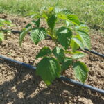 20190630_152537delniwa_kosowo_1