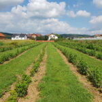 20190805_104702delniwa_kosowo_1