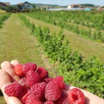 20190818_144557delniwa_kosowo_1
