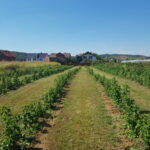 20190818_144751delniwa_kosowo_1