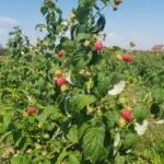 20190903_113824delniwa_kosowo_1