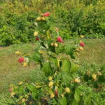 20190908_133041delniwa_kosowo_1