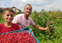 Delniwa – czy będzie kluczową odmianą dla sektora malinowego w Kosowie?