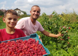 Delniwa – czy będzie kluczową odmianą dla sektora malinowego w Kosowie?