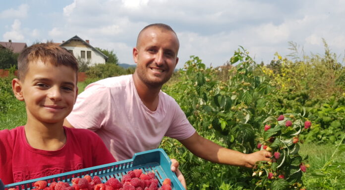 Delniwa – czy będzie kluczową odmianą dla sektora malinowego w Kosowie?