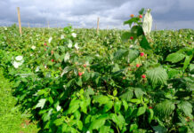 Maliny dla przemysłu 2020 mogą się skończyć szybciej niż przewidywano