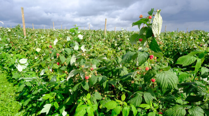 Maliny dla przemysłu 2020 mogą się skończyć szybciej niż przewidywano