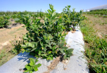 Relacja filmowa z borówkowych warsztatów – Borówkowe Factory 2020 borówka