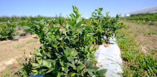 Relacja filmowa z borówkowych warsztatów – Borówkowe Factory 2020 borówka