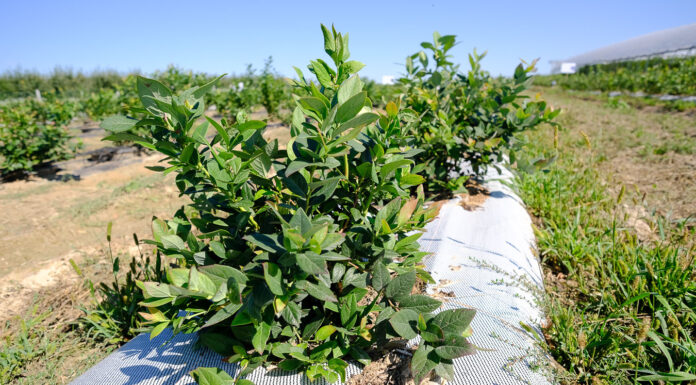 Relacja filmowa z borówkowych warsztatów – Borówkowe Factory 2020 borówka