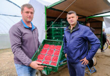 Pierwszy sezon i udana produkcja malin i truskawek Daifressh Berry