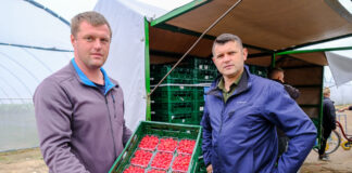 Pierwszy sezon i udana produkcja malin i truskawek Daifressh Berry