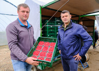 Pierwszy sezon i udana produkcja malin i truskawek Daifressh Berry