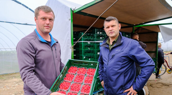 Pierwszy sezon i udana produkcja malin i truskawek Daifressh Berry