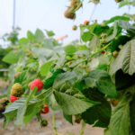 DSCF8756