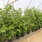 IMG_6404agronom_2020
