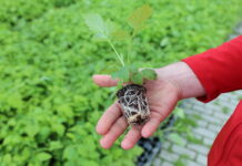 Sadzonki do nowoczesnej uprawy malin i więcej sadzonka plug plants