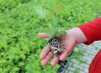 Sadzonki do nowoczesnej uprawy malin i więcej sadzonka plug plants
