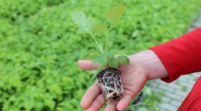 Sadzonki do nowoczesnej uprawy malin i więcej sadzonka plug plants