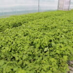 IMG_6489agronom_2020