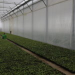 IMG_6495agronom_2020