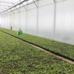 IMG_6496agronom_2020