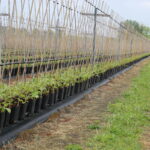 IMG_6530agronom_2020