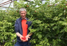 Rosalita – w uprawie pod osłonami. Uprawa z sadzonek long cane