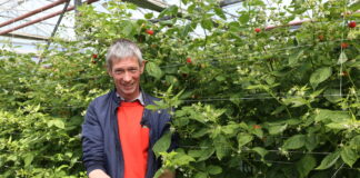 Rosalita – w uprawie pod osłonami. Uprawa z sadzonek long cane