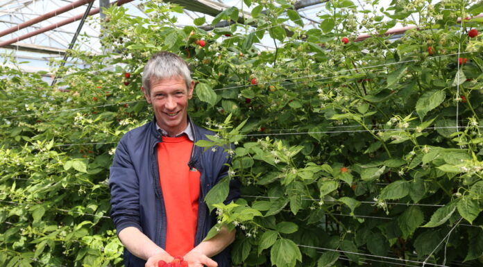 Rosalita – w uprawie pod osłonami. Uprawa z sadzonek long cane