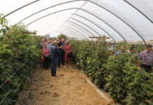 Kwasy humusowe i nawozy wapniowe w uprawie malin. Dlaczego warto je stosować? malina