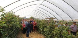 Kwasy humusowe i nawozy wapniowe w uprawie malin. Dlaczego warto je stosować? malina