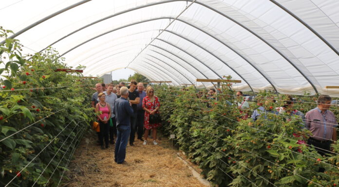 Malinowe Factory 2020 – potężna porcja wiedzy i innowacji malina