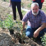 Kilka uwag nt sadzenia borówek przekazał zebranym bezpośrednio na plantacji P Szurek