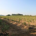 Młoda, roczna plantacja – rośliny mają dobry wigor, nie ma wypadów