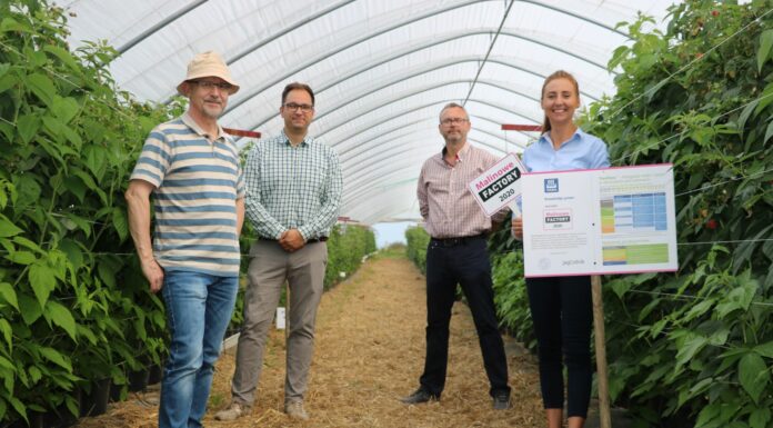 Precyzyjna fertygacja malin Zespol Yara Poland