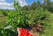 Malinowe ambicje Kosowa Delniwa