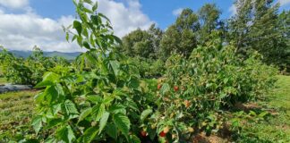 Malinowe ambicje Kosowa Delniwa