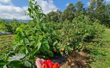 Malinowe ambicje Kosowa Delniwa