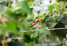 Jakie odmiany malin wybrać do uprawy w tunelach. FILM