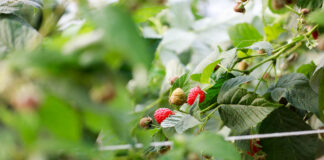 Jakie odmiany malin wybrać do uprawy w tunelach. FILM