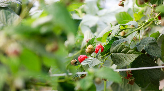 Jakie odmiany malin wybrać do uprawy w tunelach. FILM