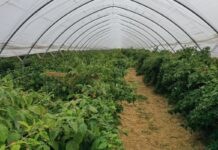 Całosezonowa ochrona malin malina