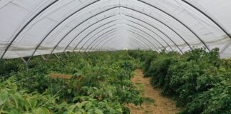 Całosezonowa ochrona malin malina