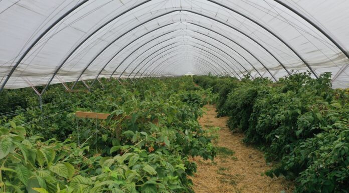 Całosezonowa ochrona malin malina