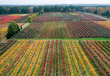 Trzy zarazy które nawiedziły plantatorów borówki w sezonie 2020