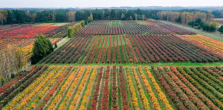 Trzy zarazy które nawiedziły plantatorów borówki w sezonie 2020